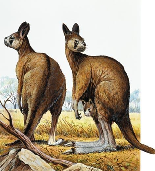 Illustration for article titled This Gigantic Ancient Kangaroo Didn't Hop — It Actually Walked
